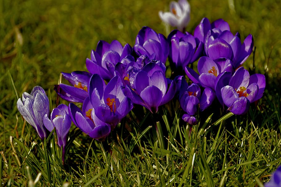 azafrán, flores, naturaleza, primavera, púrpura, planta floreciendo, flor, planta, frescura, belleza en la naturaleza