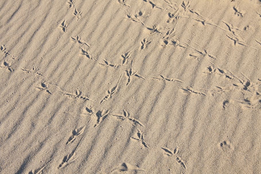 bird, bird tracks, sandy beach, animal track, reprint, footprints, perpusillus, coast, holiday, north sea