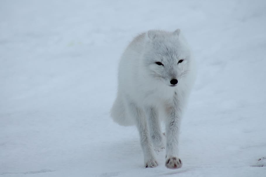 белый снежный волк, песец, лиса, арктика, белый, дикий, животное, снег, холодный, темы животных