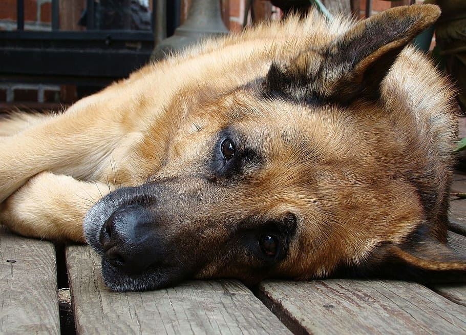 pastor alemão, postura, de madeira, piso, foto, cachorro, dormindo, descansando, grande, canino
