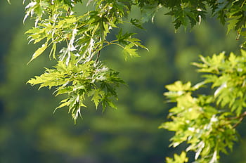 maple, tree, leaves, background, green, branch, sunny, nature, outdoors, foliage