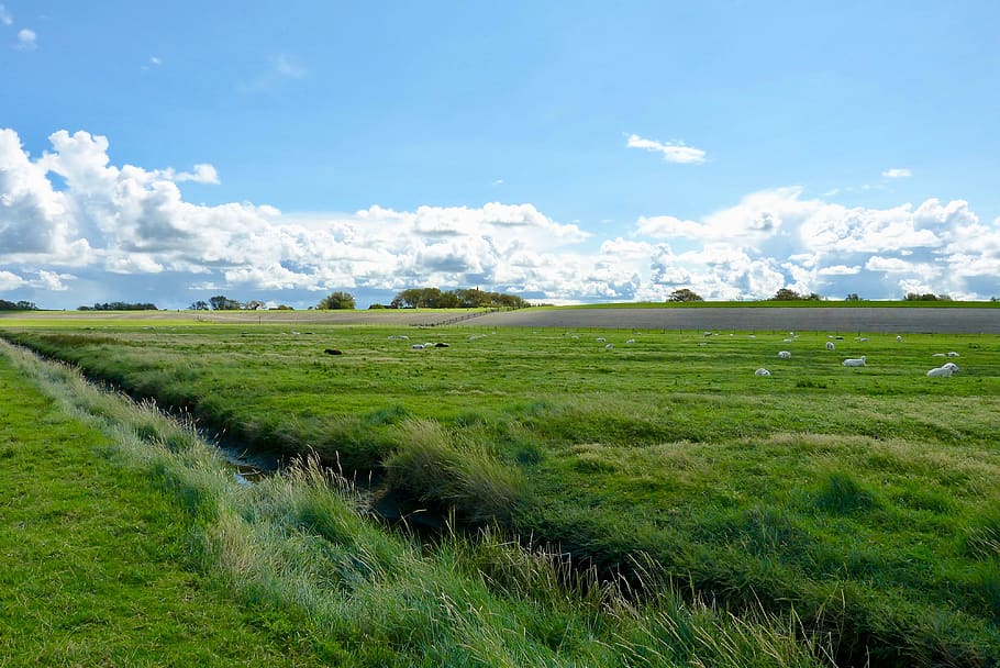 north sea, dike, summer, wide, grass, landscape, idyll, nature, rest, relaxation