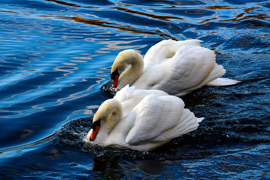 cisnes, lago, amor, par, pássaro, natureza, branco, nadar, pena, plumagem