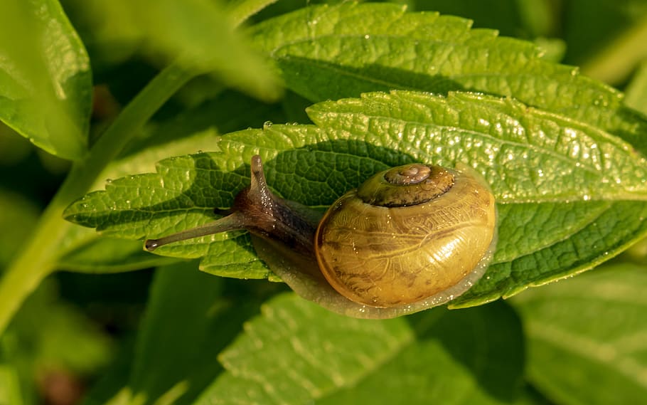 selective, focus photography, snail, leaf, shell, spiral, molluscs, reptiles, snail shell, garden snail