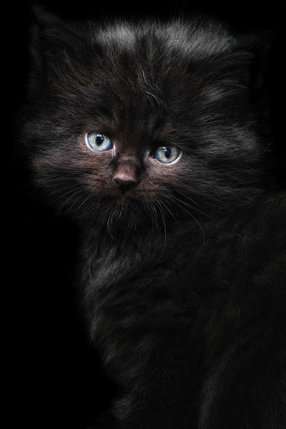 長い毛皮, 黒, 子猫の写真, 猫, 子猫, メインクーン, 猫の肖像, 猫の赤ちゃん, 黒い猫, 若い猫