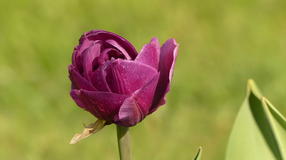tulip, purple, spring, flowers, close, violet, breeding tulip, purple tulips, schnittblume, flora