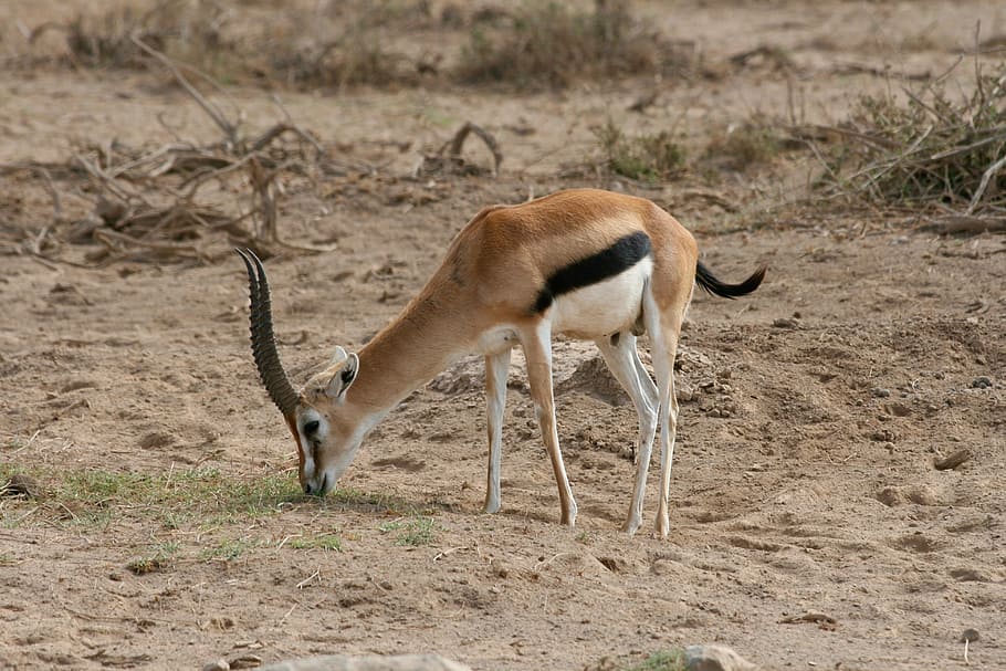 gazelle, kenya, safari, africa, wild, animal wildlife, animals in the wild, antelope, animal, one animal