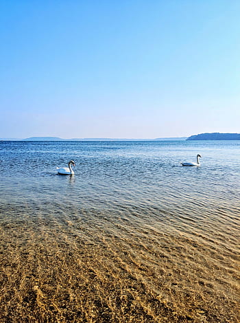 swans-lake-nature-elegant-birds-landscape-royalty-free-thumbnail.jpg