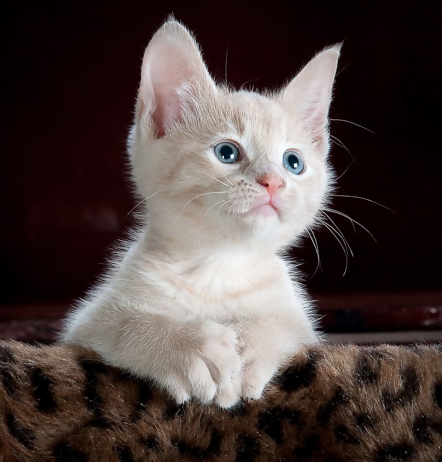 gatito blanco cubierto de camisa, gatito, gato, mascota, animal, lindo, felino, doméstico, joven, piel