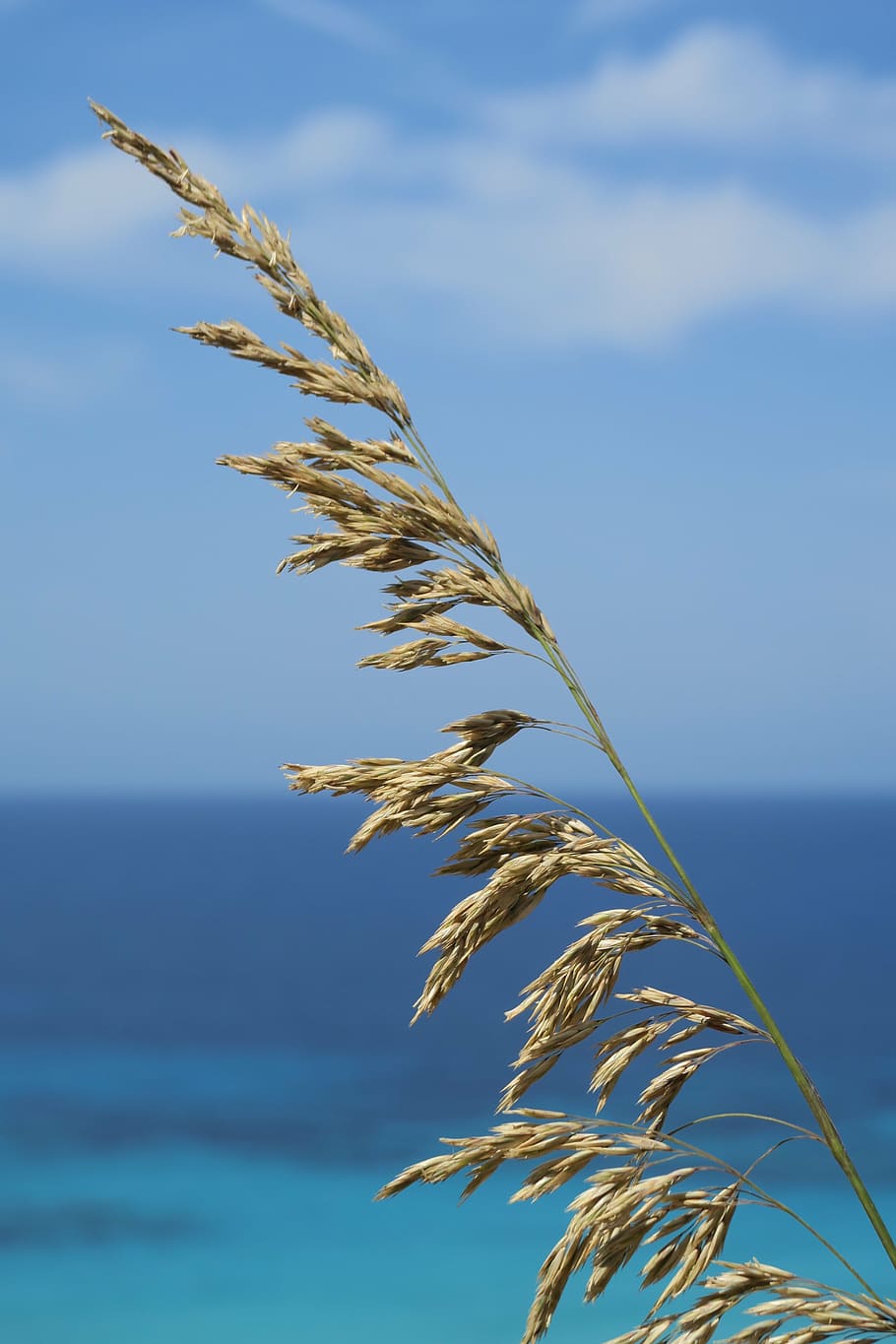 sea, dried herbs, seaside, dry, plant, blue background, sky, beauty in nature, growth, nature