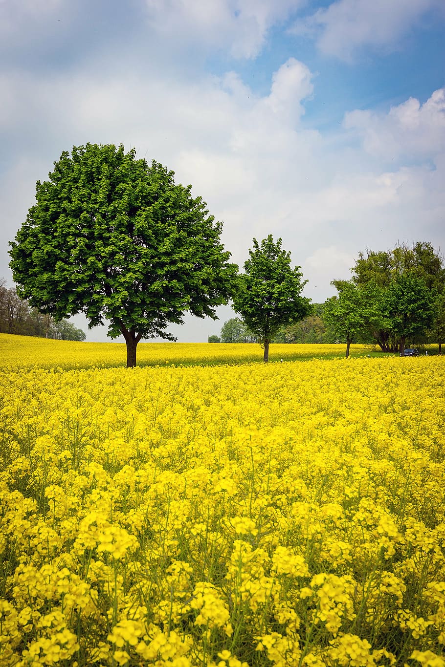 oilseed rape, rape blossom, field of rapeseeds, landscape, agriculture, yellow, nature, blossom, bloom, plant