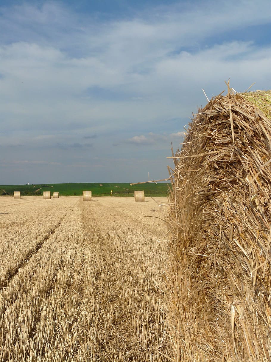 Straw Bales, Stubble, Harvest Time, round bales, cereals, harvested, straw role, bale, sky, compressed bales
