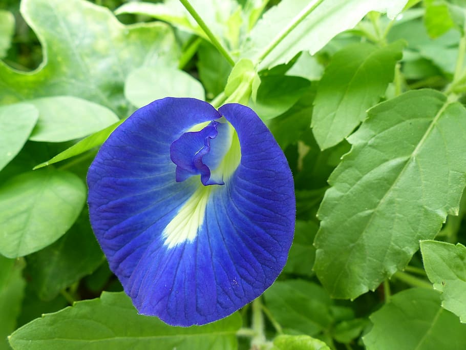butterfly pea, flower, blue, clitoria, floral, natural, nature, bloom, blossom, asia