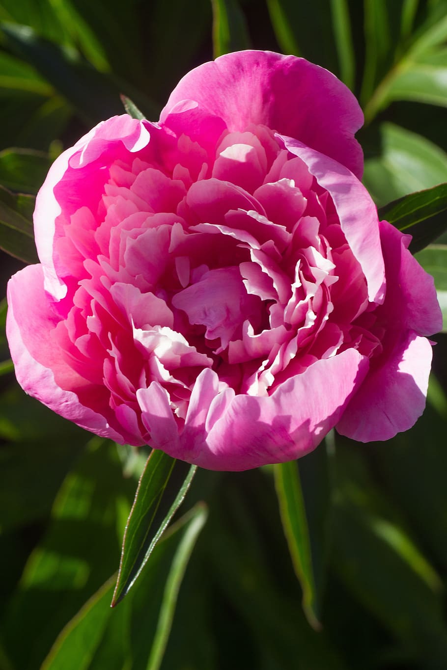 peonies, red, flower, pink, romance, summer, natural, decoration, colorful, floral