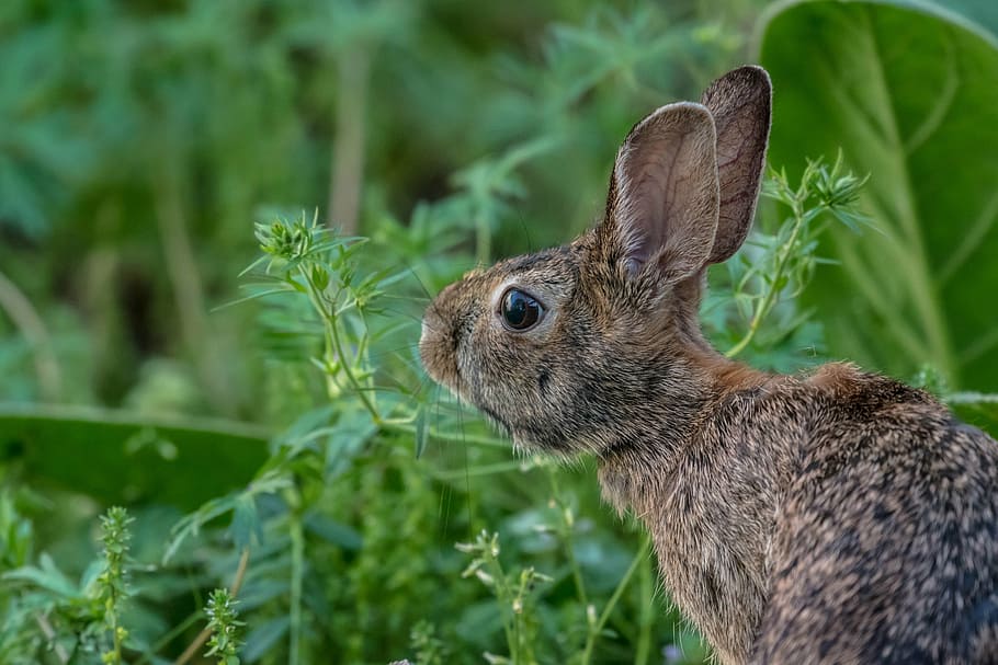 brown, hare, plants, rabbit, animals, mammals, fluffy, furry, eyes, adorable