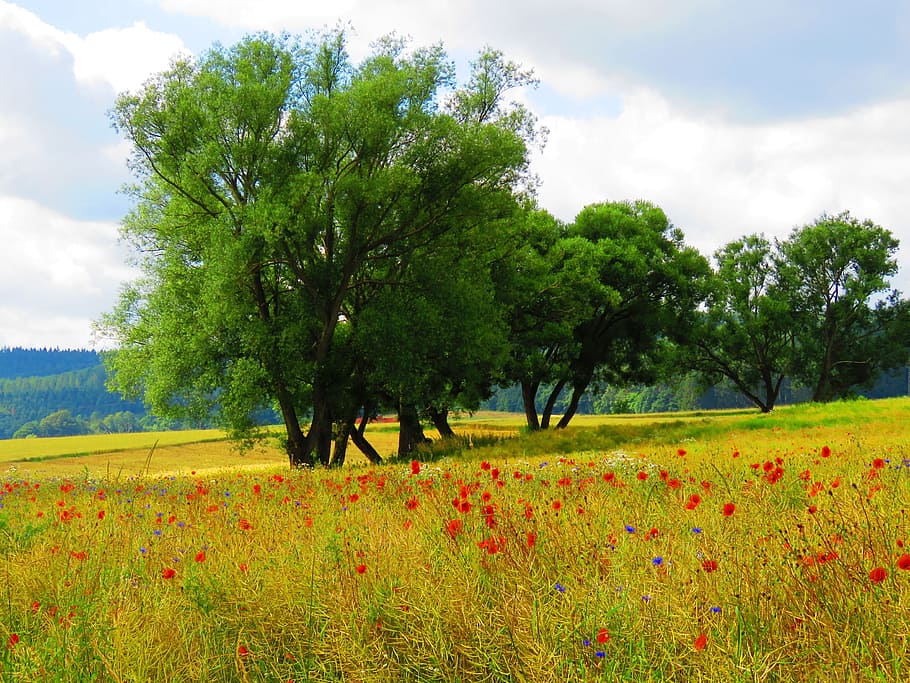 verde, árboles, al lado, rojo, campo de flores de pétalos, durante el día, amapola, campo, klatschmohn, prado de flores