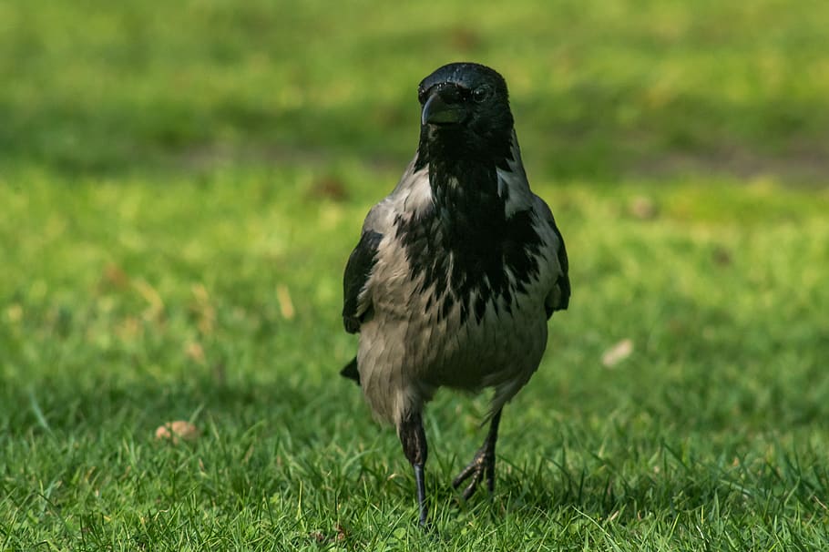 crow grey, bird, krukowate, standing, grass, goes, case, green, birds, crow