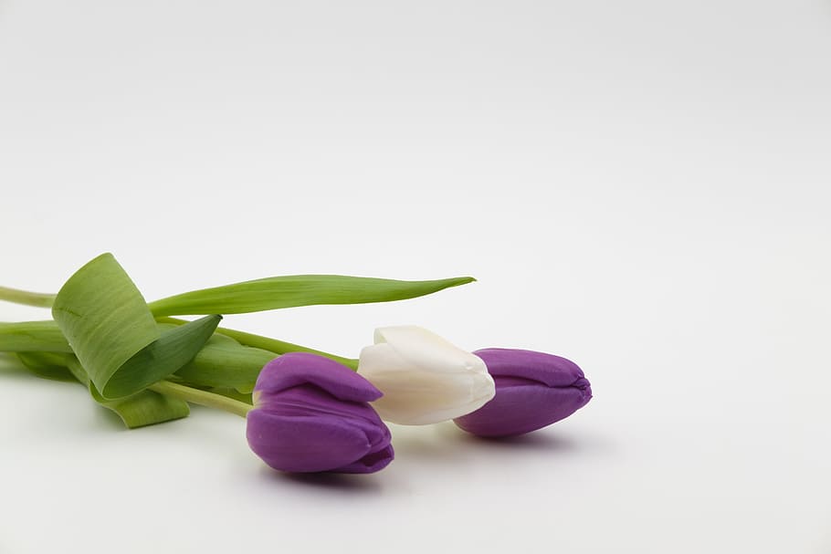 purple, white, petaled flowers, surface, bouquet, tulip bouquet, tulips, flowers, spring, background