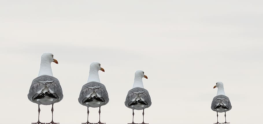 four grey birds, gulls, fun photo, composing, background image, knokke, belgium, postcard, north sea, coast