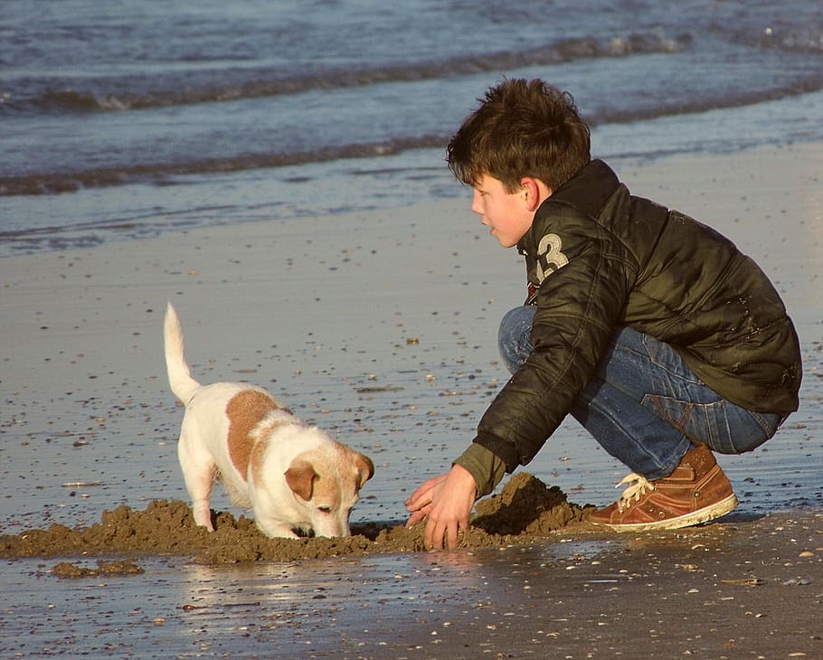 white, tan, jack, russell terrier, digging, sand, shore, boy, play, dog