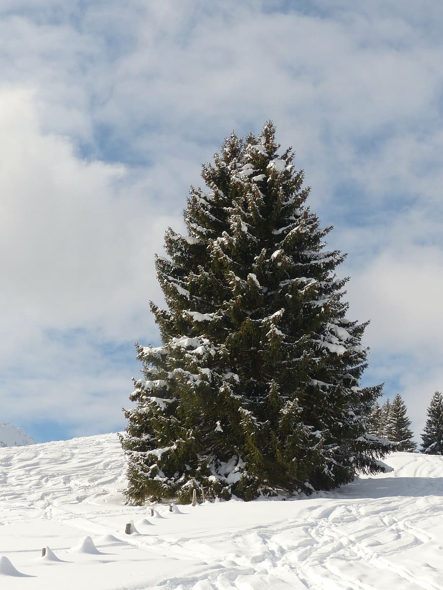 green, pine cone tree, fir, firs, trees, snowy, winter, snow, sky, nice weather