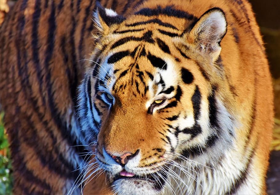 tiger, cat, predator, wildcat, big cat, dangerous, noble, majestic, animal world, zoo