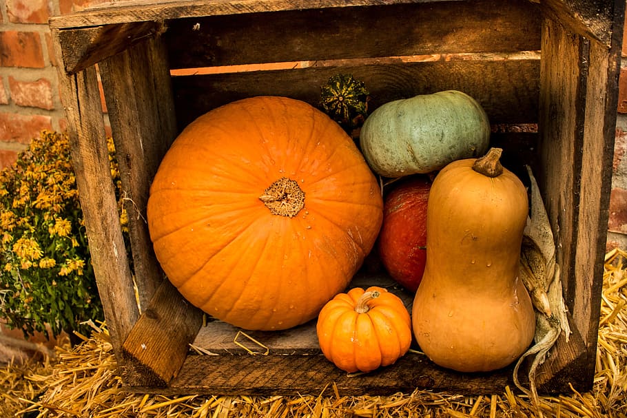 labu, musim gugur, dekorasi labu, halloween, oranye, deco, panen, labu besar, dekorasi musim gugur, oktober