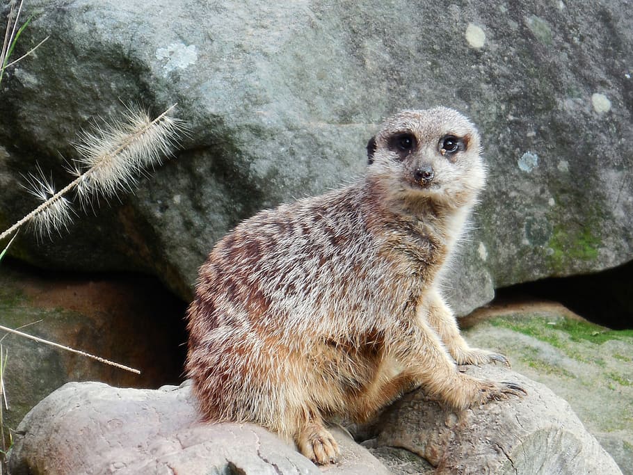 Timon, Cute, Wildlife, Alert, meercat, zoo, wild, curious, watchful, wilderness