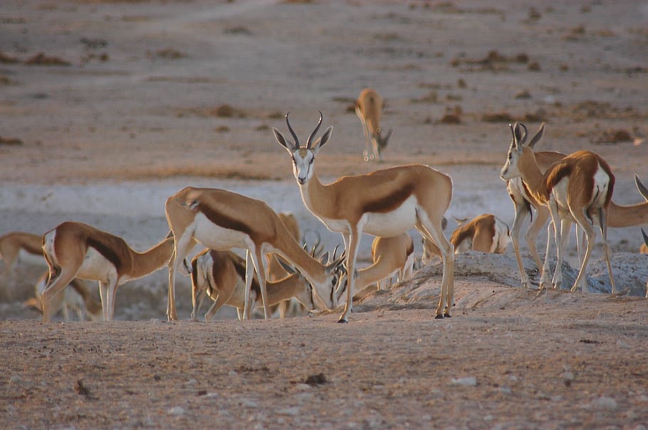 springbok, antelope, Afrika, margasatwa, alam, namibia, savannah, etosha, gurun, lubang air