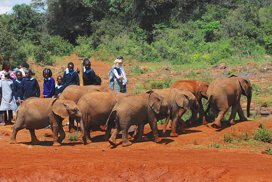 elephants, orphans, nairobi, kenya, africa, elephant, baby, ranger, sheldrick trust, endangered species