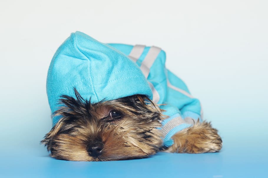Yorkshire Terrier, Dogs, Dog, Small, small dog, darling, animals, pet, puppy, pets