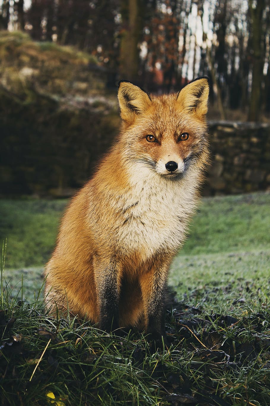 fox, sitting, grass, trees, green, animals, wildlife, beautiful, adorable, fluffy