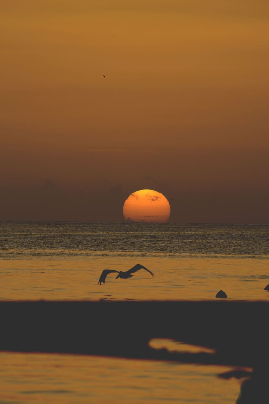silhouette, pelican, flying, large, body, water, bird, sunset, nature, ocean
