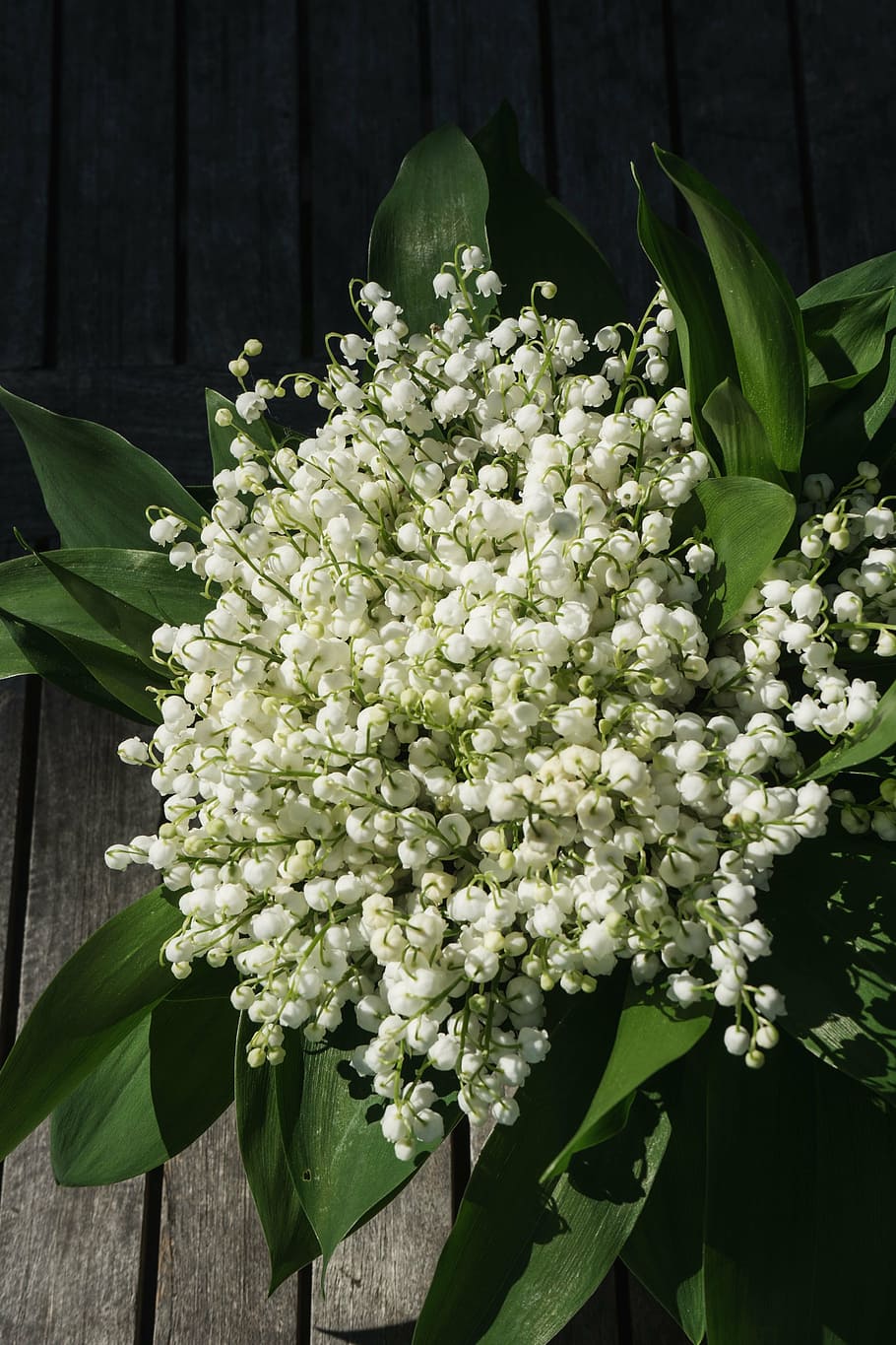 lily of the valley, flower, blossom, bloom, plant, spring, may, white, signs of spring, bell