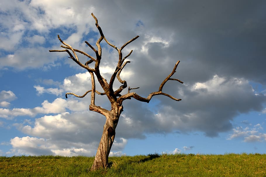 withered, tree, ground, tree skeleton, clouds, meadow, grass, sky, log, bare tree