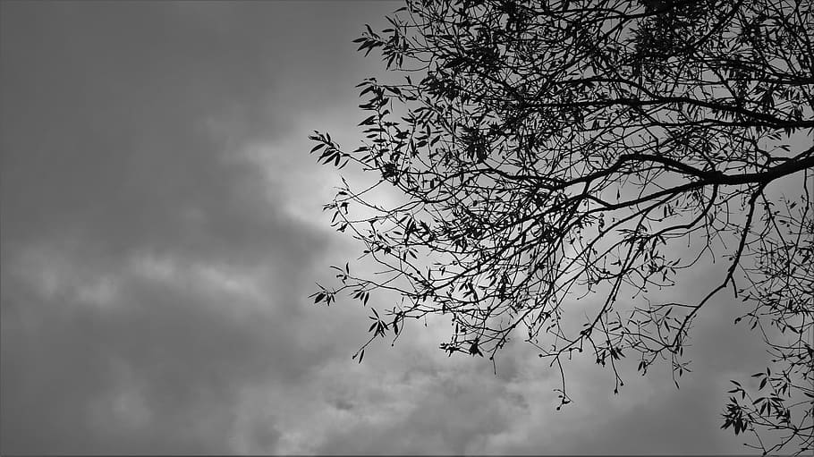 tree, cloudy, sky, daytime, wood, trees, plants, nature, the nature of the, natural