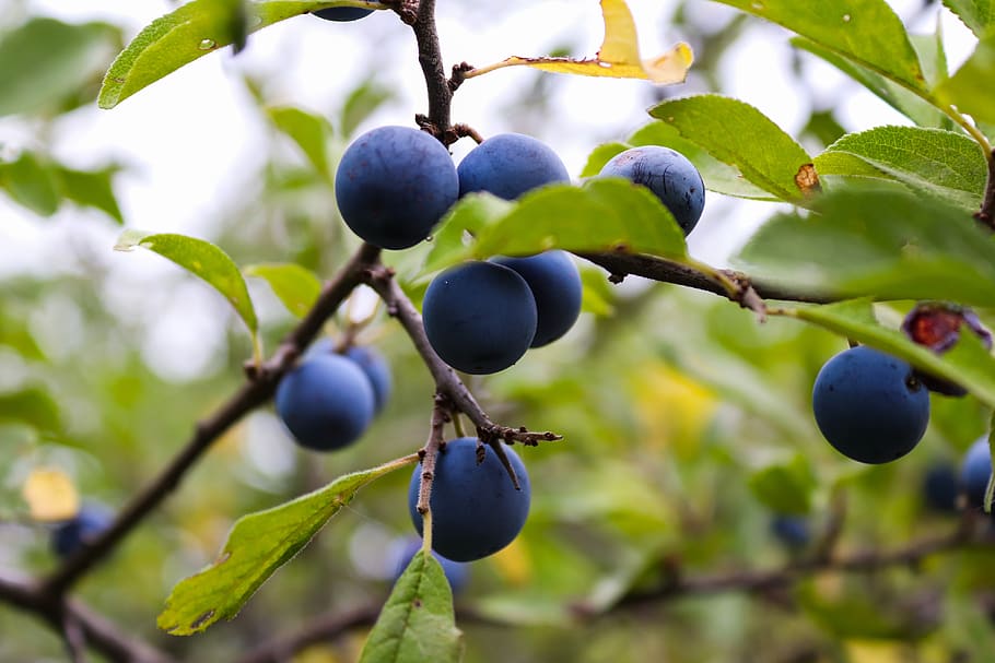 pohon plum, buah plum, plum, buah-buahan, plum organik, plum hutan, buah, makan sehat, makanan dan minuman, makanan