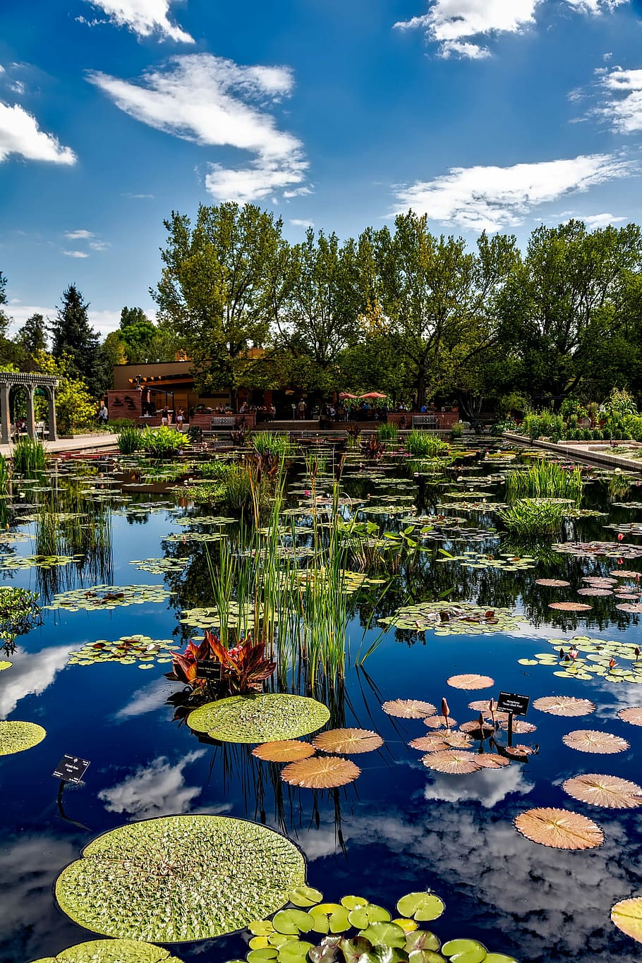 Botanic Gardens, Denver, Colorado, foto, taman, bunga lili, tanaman, kolam, domain publik, alam