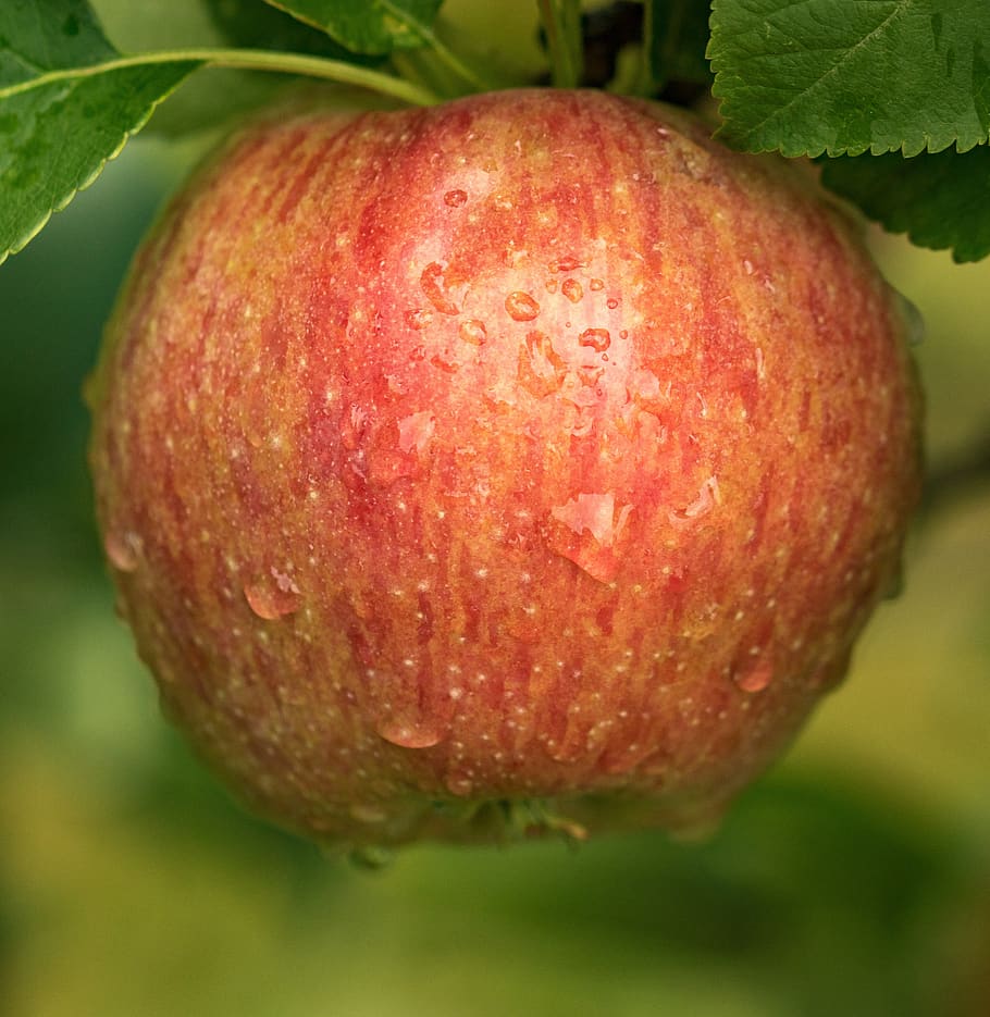 apple, administration, fruit, harvest, pome fruit, claims, snack, fresh, food and drink, healthy eating