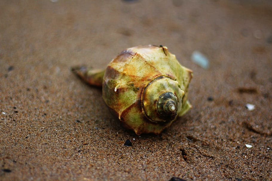 green conch shell, conch shell, shell, sea shell, beach, sand, background, summer, ocean, seashell