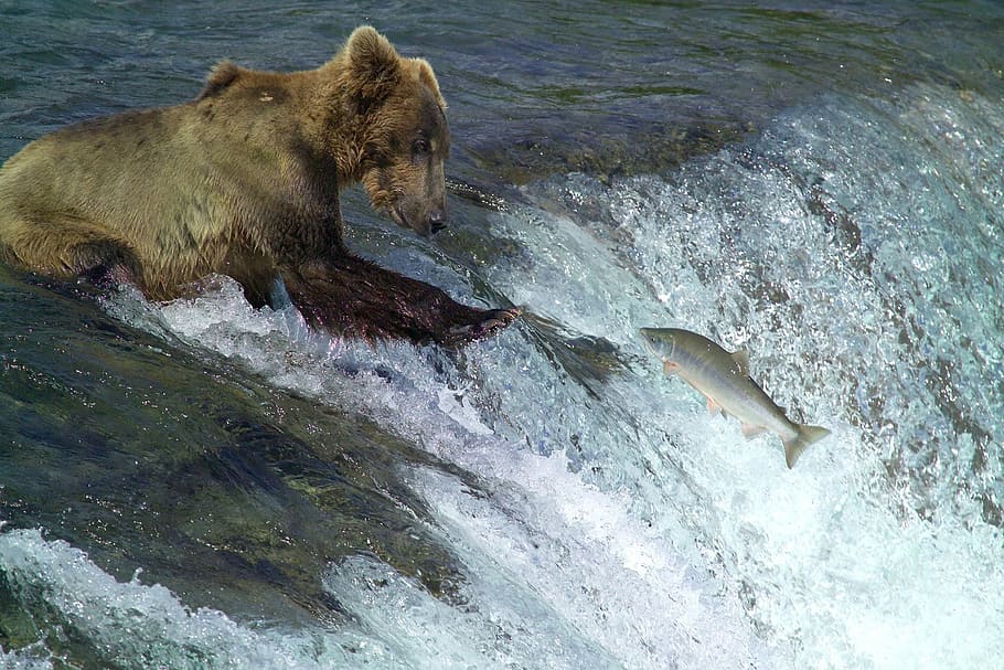 grizzly, bear, hunting salmon fishes, water, kodiak brown bear, fishing, standing, wildlife, nature, predator