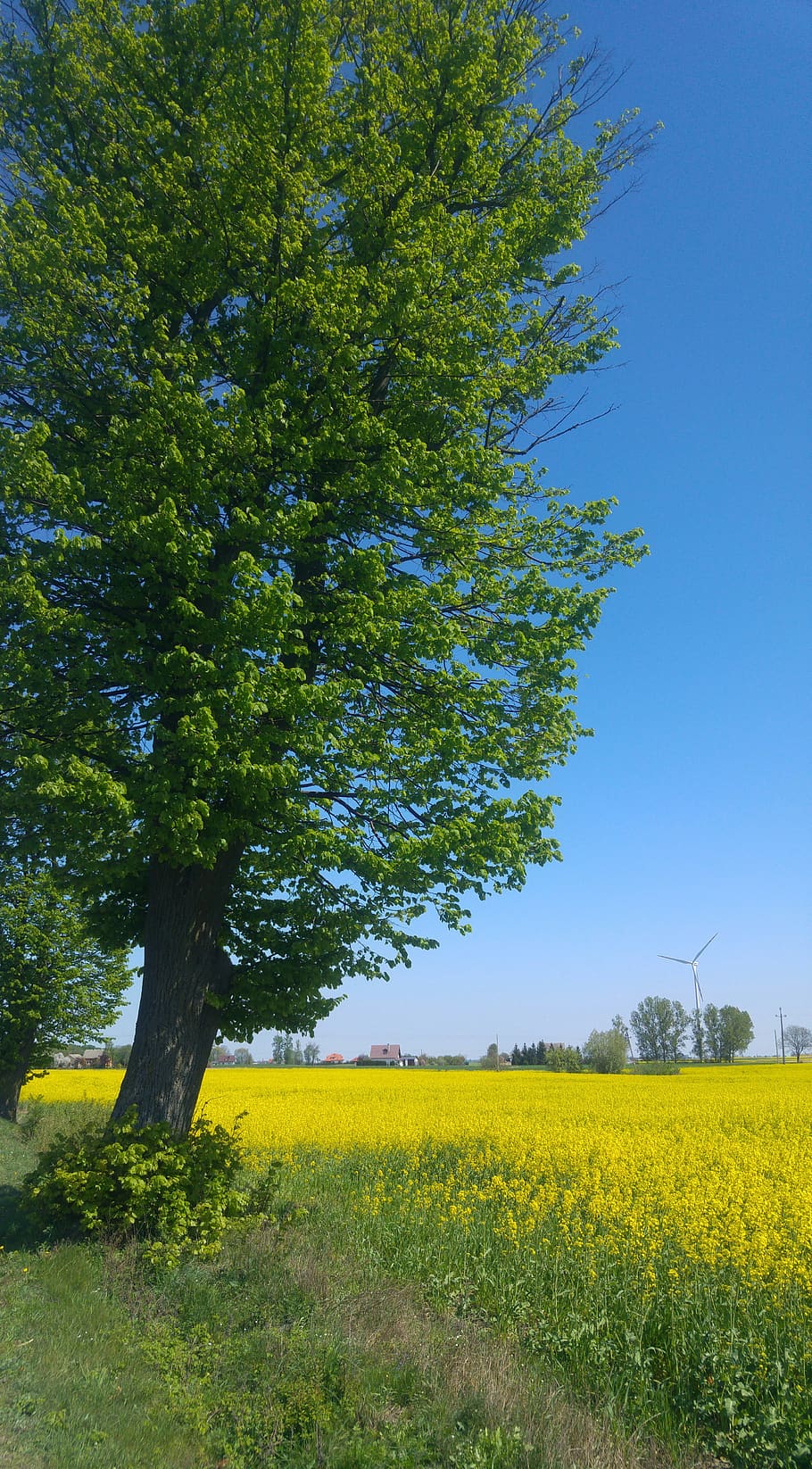 tree, rapeseed, spring, field, landscape, poland, plant, land, yellow, beauty in nature