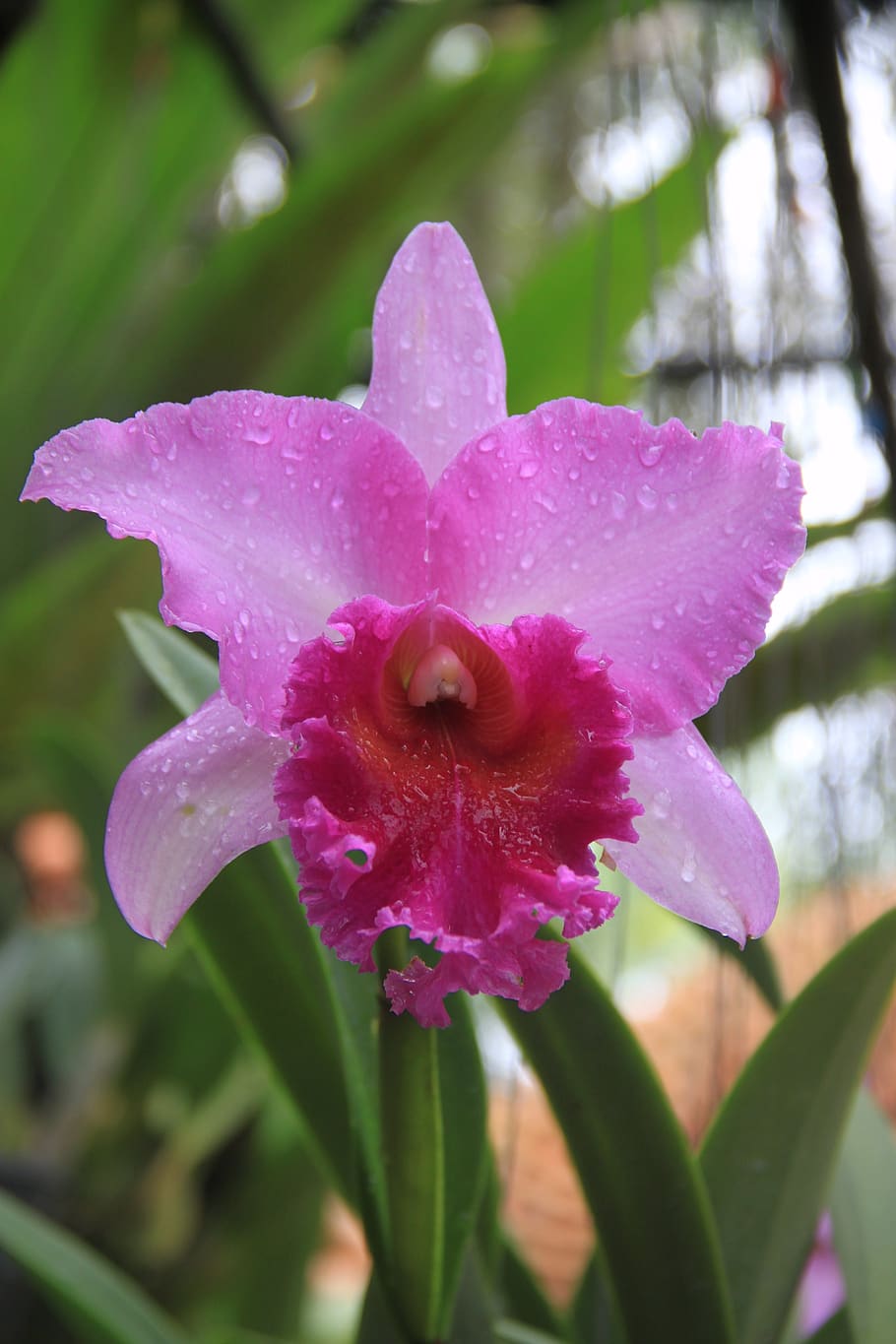 orchid, flower, beautiful flower, flowers, macro, plants, the orangery, pink, tropical, flowering plant