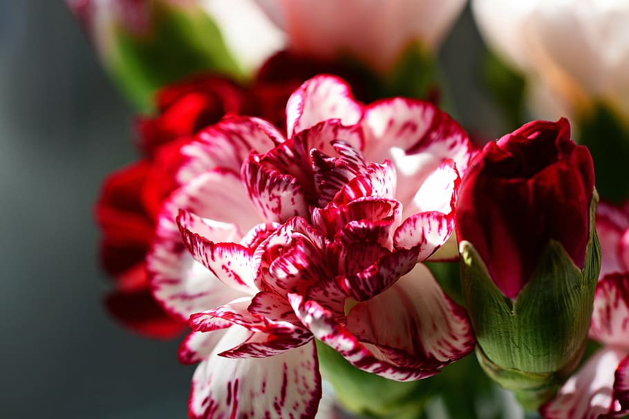 red flower, carnation, cultivar, dianthus caryophyllus, red and white, stripe, flower, dianthus, perennial, border plant