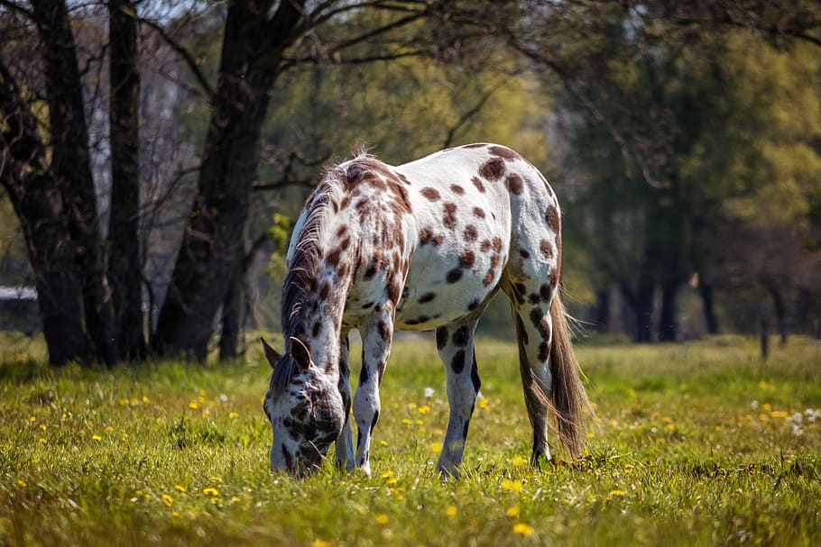 brown, horse, daytime, appaloosa, nature, animal, white horse, meadow, paddock, coupling