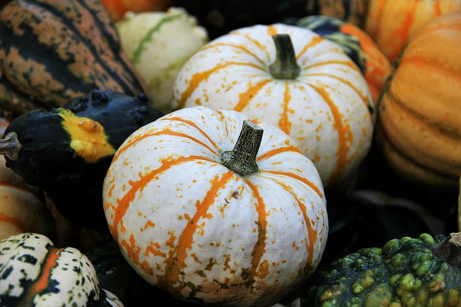 two white-and-orange squashes, thanksgiving, decorative squashes, seasonal autumn decoration, halloween, decoration, multi coloured, green yellow, garden decoration, gartendeko