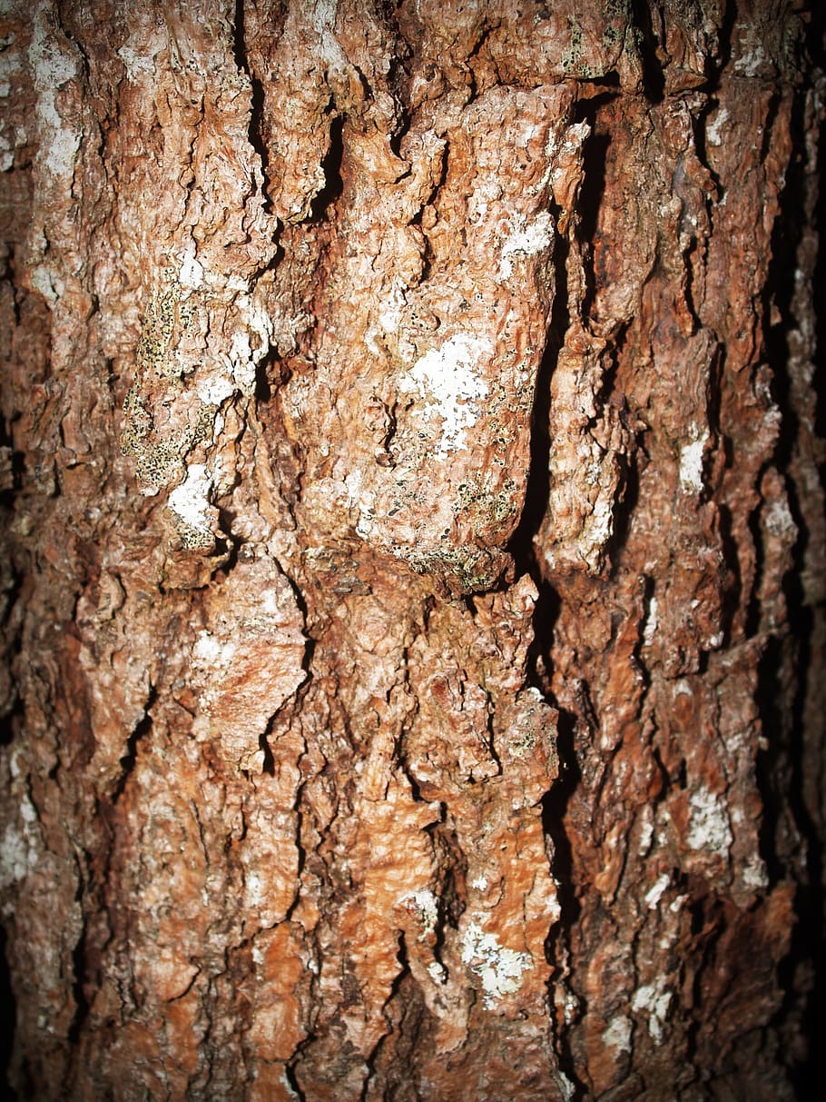 bark, tree, wood, pine, background, abstract, skin, board, surface, closeup