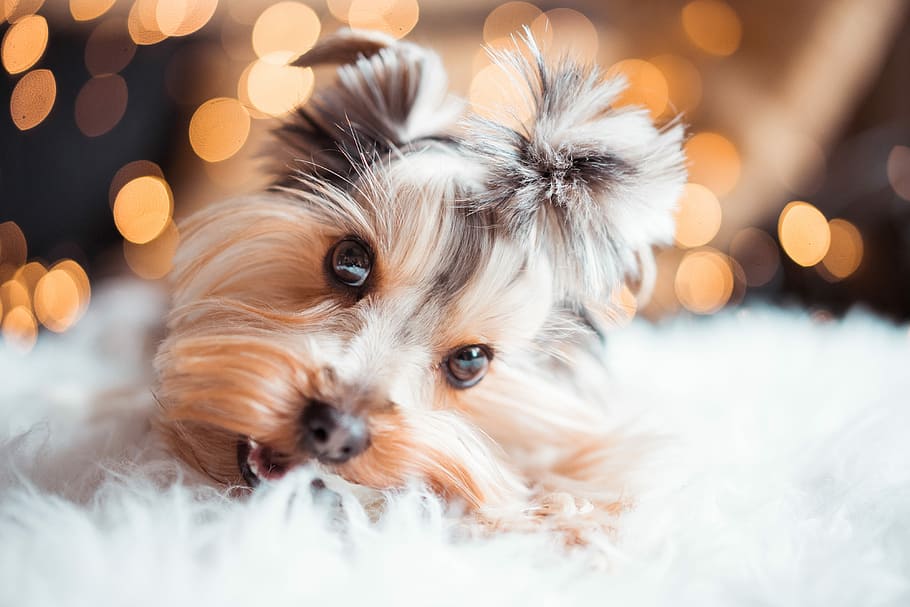 mini aperitivos para perros, Lindo, Yorkshire Terrier, Comer, Mini, Perro, Snacks, Navidad, animales, bokeh