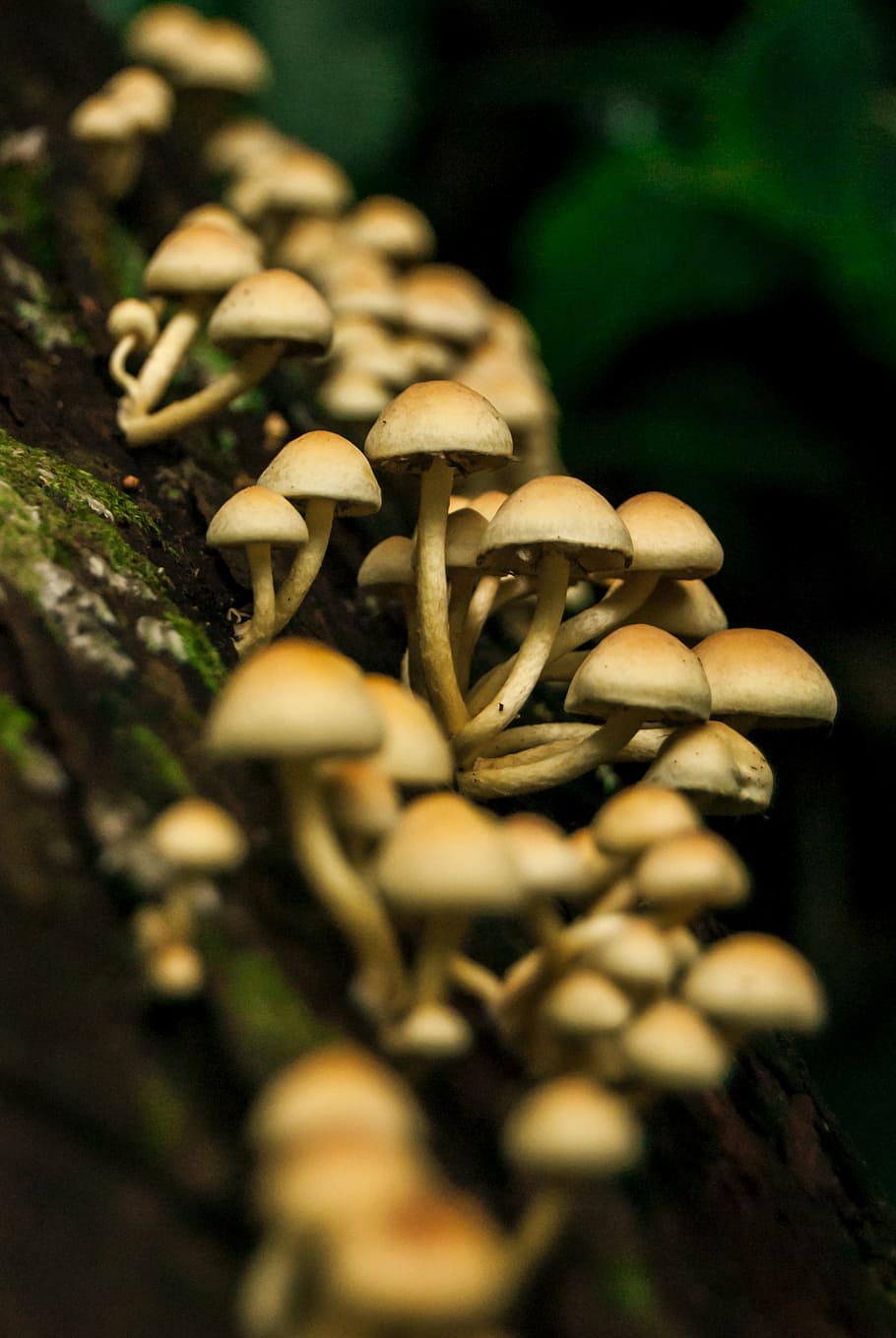 mushrooms, natura, nature, forest, woods, fungus, trunk, wood, tree, environment