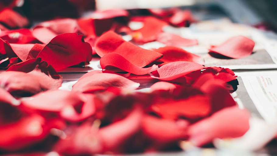 closeup, red, flower petals, white, printer papers, petals, rose, flower, close-up, indoors